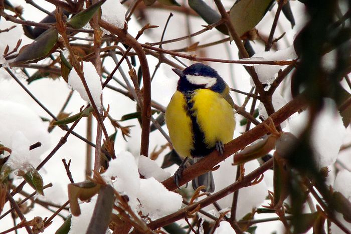 Olešnice na Moravě